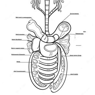 Page A Colorier Du Diagramme Du Systeme Digestif 53203-42089