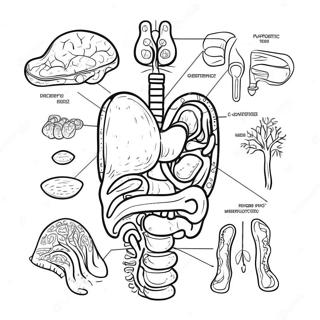 Page A Colorier Du Diagramme Du Systeme Digestif 53203-42090